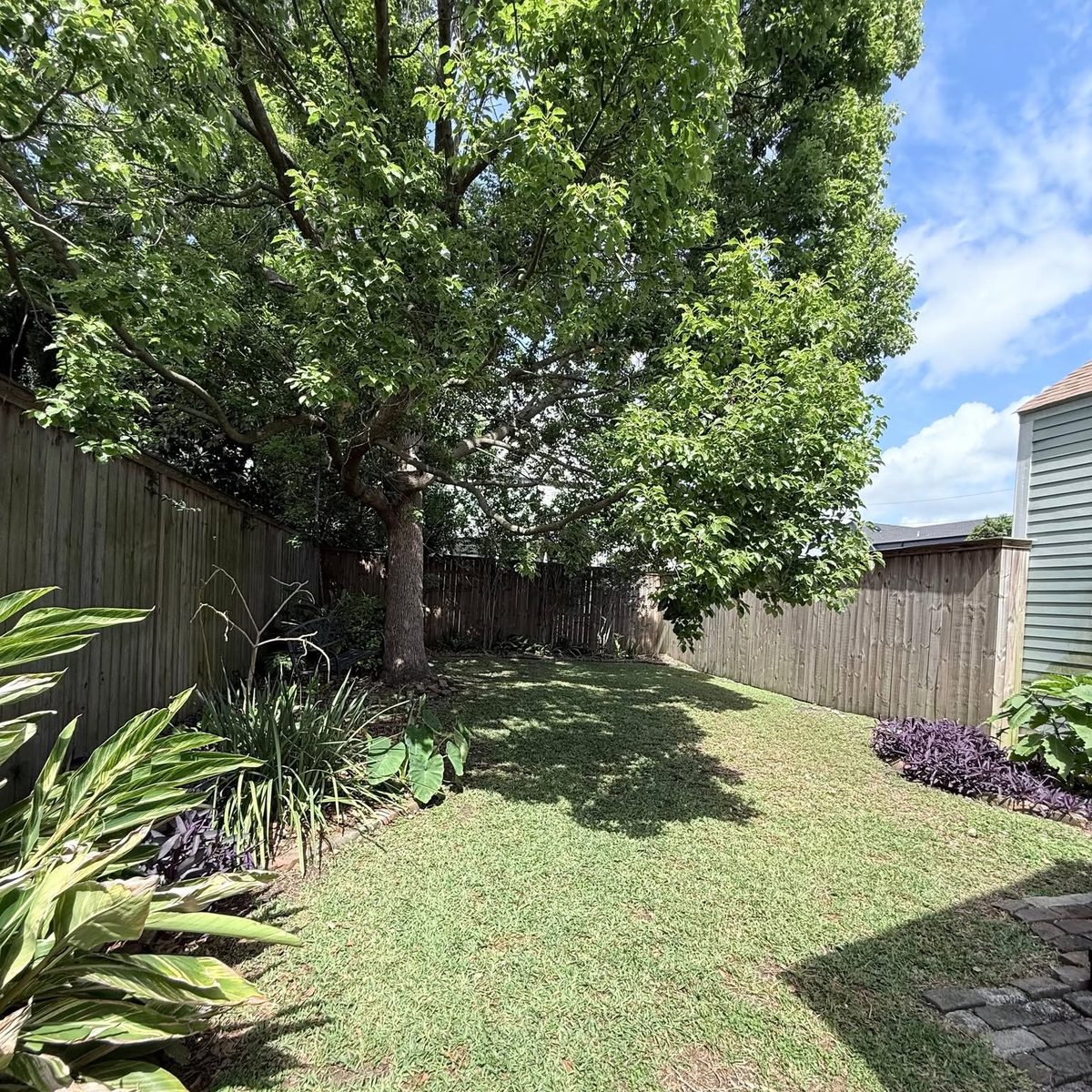 A fenced backyard lawn under a large shade tree, bordered by beds of ginger and purple heart.
