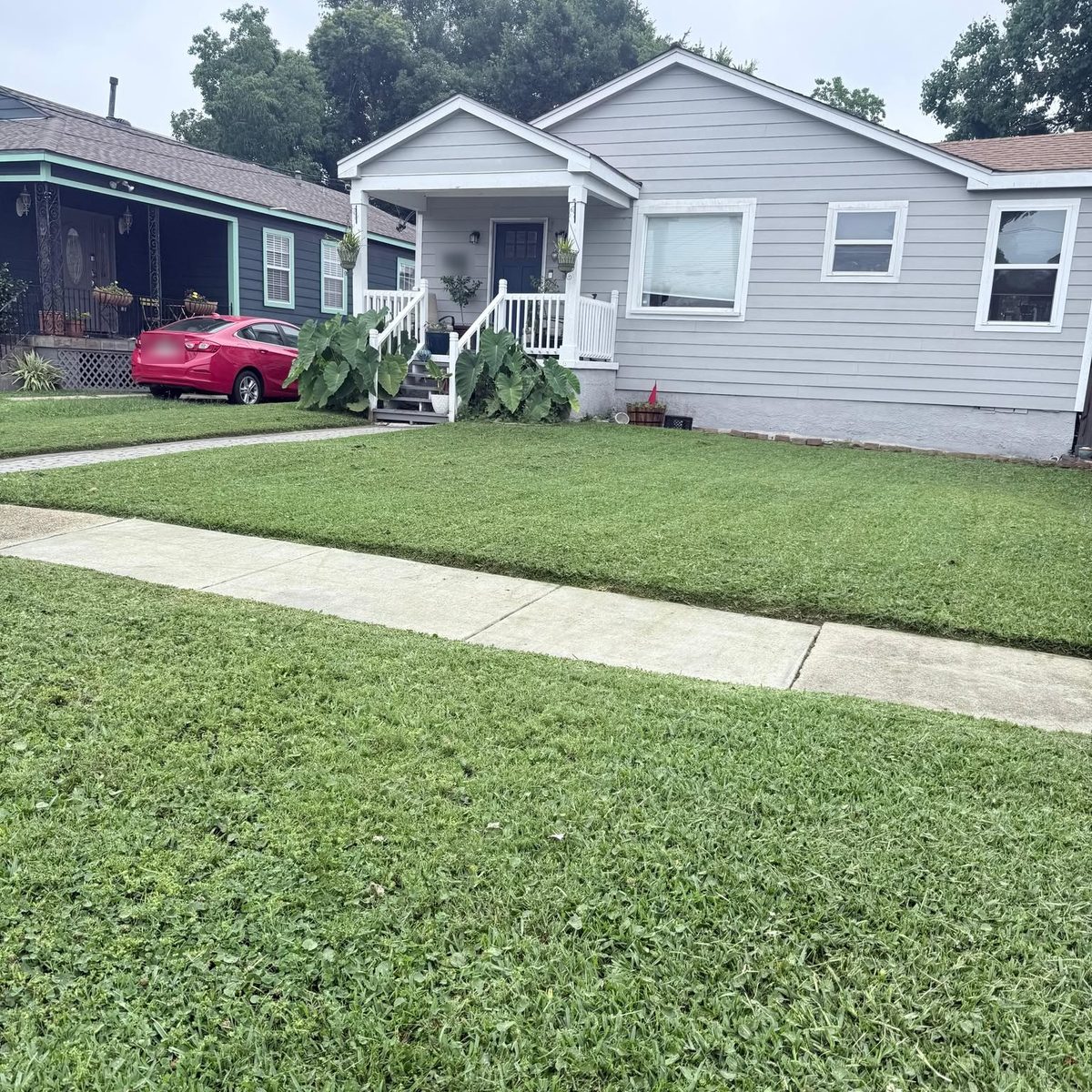 A freshly cut front lawn in front of a gray raised cottage with elephant ear plants either side of the porch steps.