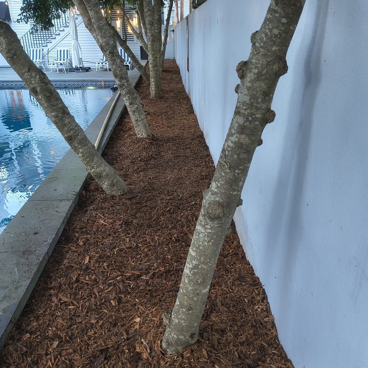 After: the same bed between the pool and the white wall, cleared of leaves and debris around the tree trunks.