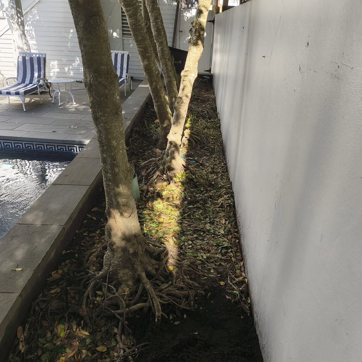 Before: a narrow bed between a pool edge and a white wall, bare soil and fallen leaves around the roots of a row of trees.
